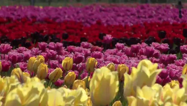 Tulipanes a la Rimsky Korsakov