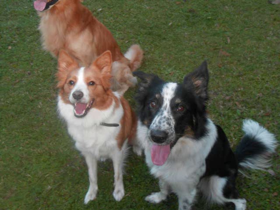 01/28/2014 Agility Training