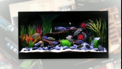 Fresh Water Aquariums
