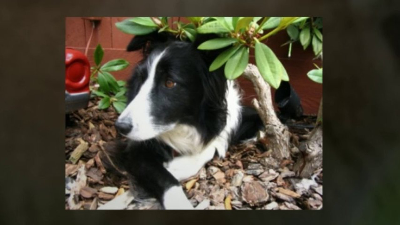 Ticks On Dogs