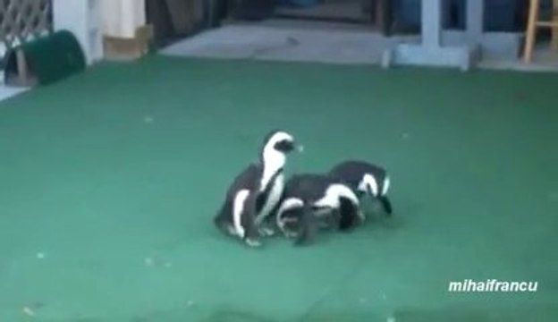 Des animaux qui deviennent fous à cause de Lasers... Hilarante compilation!