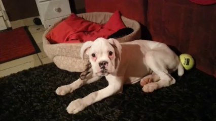 IMANOL DES CAPRICES DE ROXANNE 27 01 2014