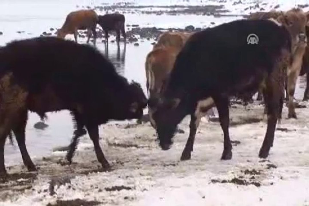 Su altındaki otlarla hayvanlarını besliyorlar