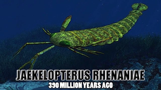 World’s 10 Biggest Animals Ever Compilation!! All times creatures