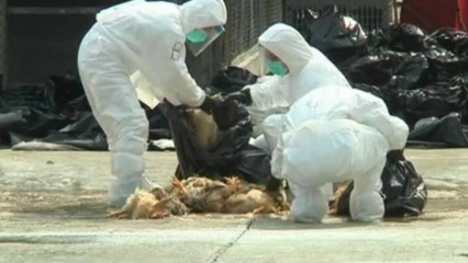 Bird flu prompts Hong Kong to cull 20,000 chickens