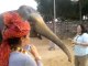 Feeding fun with Elephants. How to feed Elephants