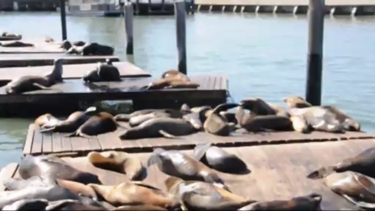 San Francisco, les otaries du Pier 39