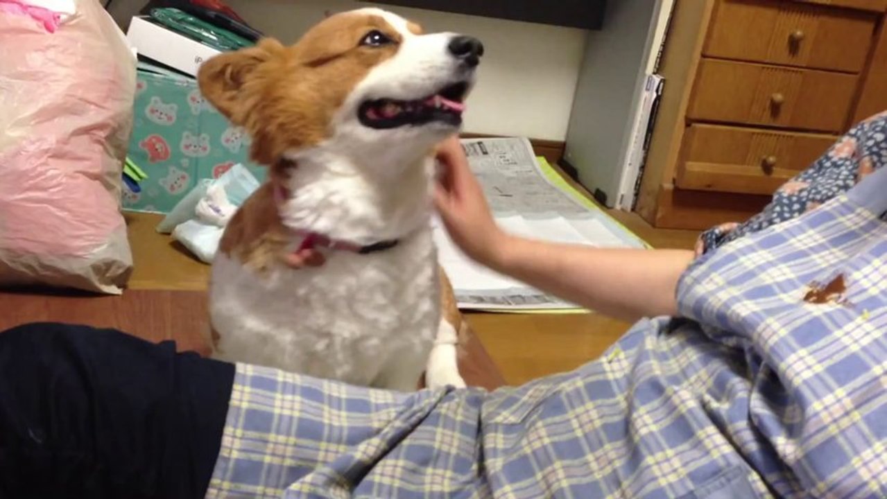 Adorable Corgi Wants More Attention