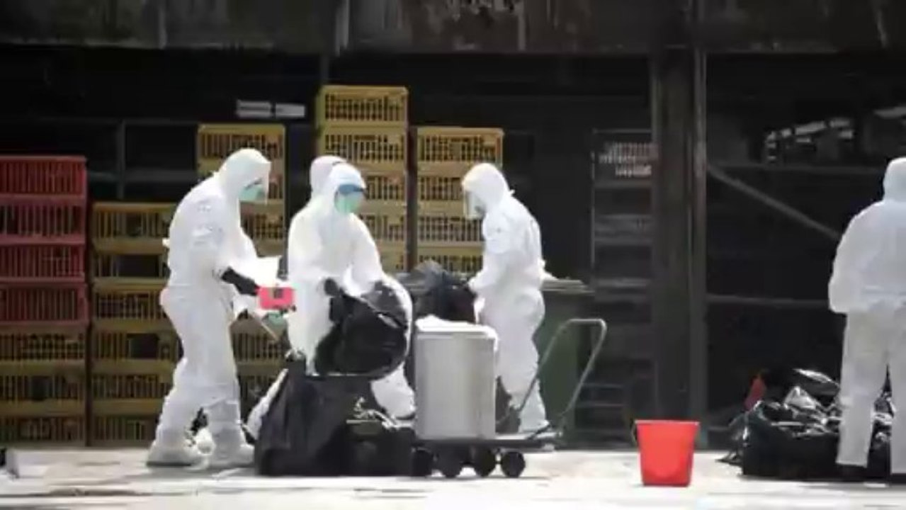 China: nuevos casos de gripe aviaria H7N9