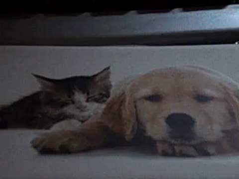 MES AMIES MES AMOURS MES EMERDE