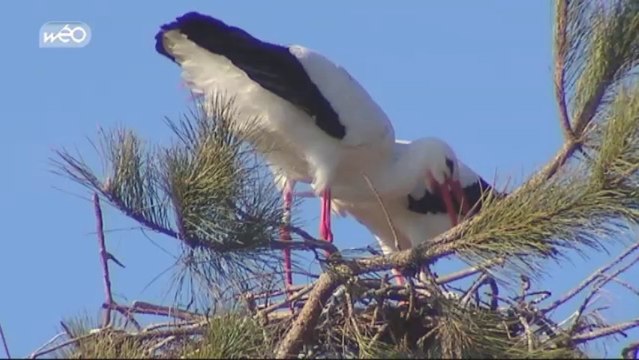 Des phoques dans la baie de Somme
