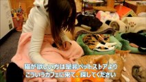 Japanese Cat Cafes Are Internet Heaven