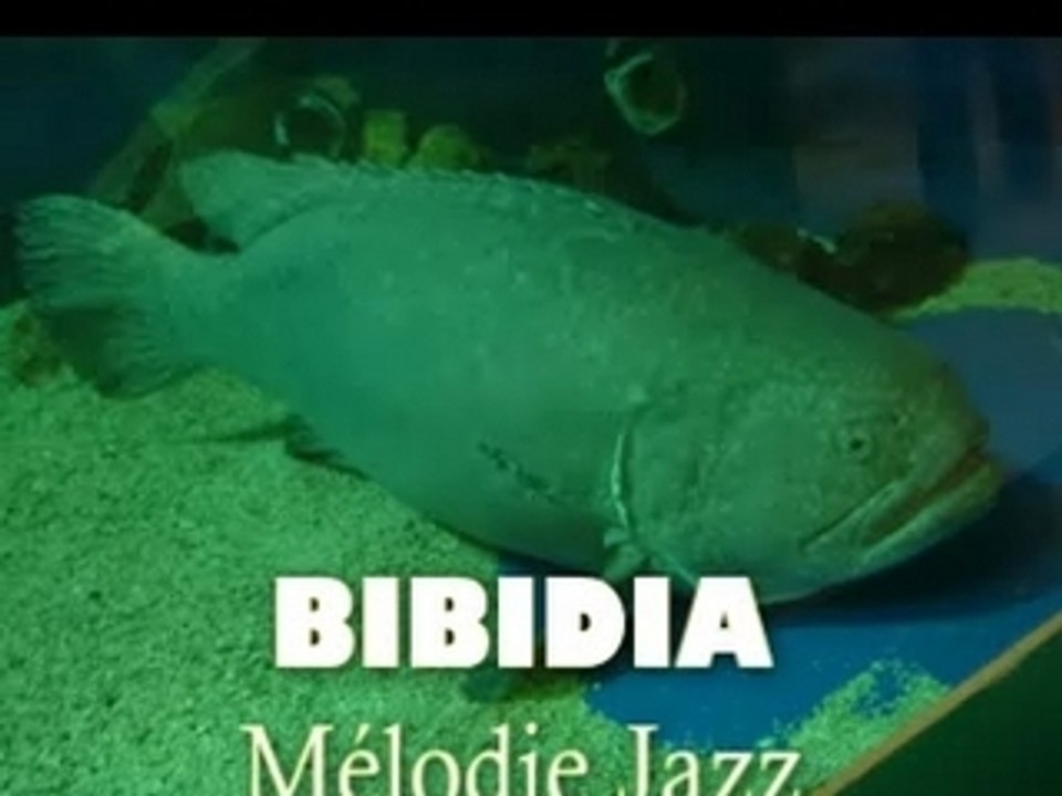 bibidia