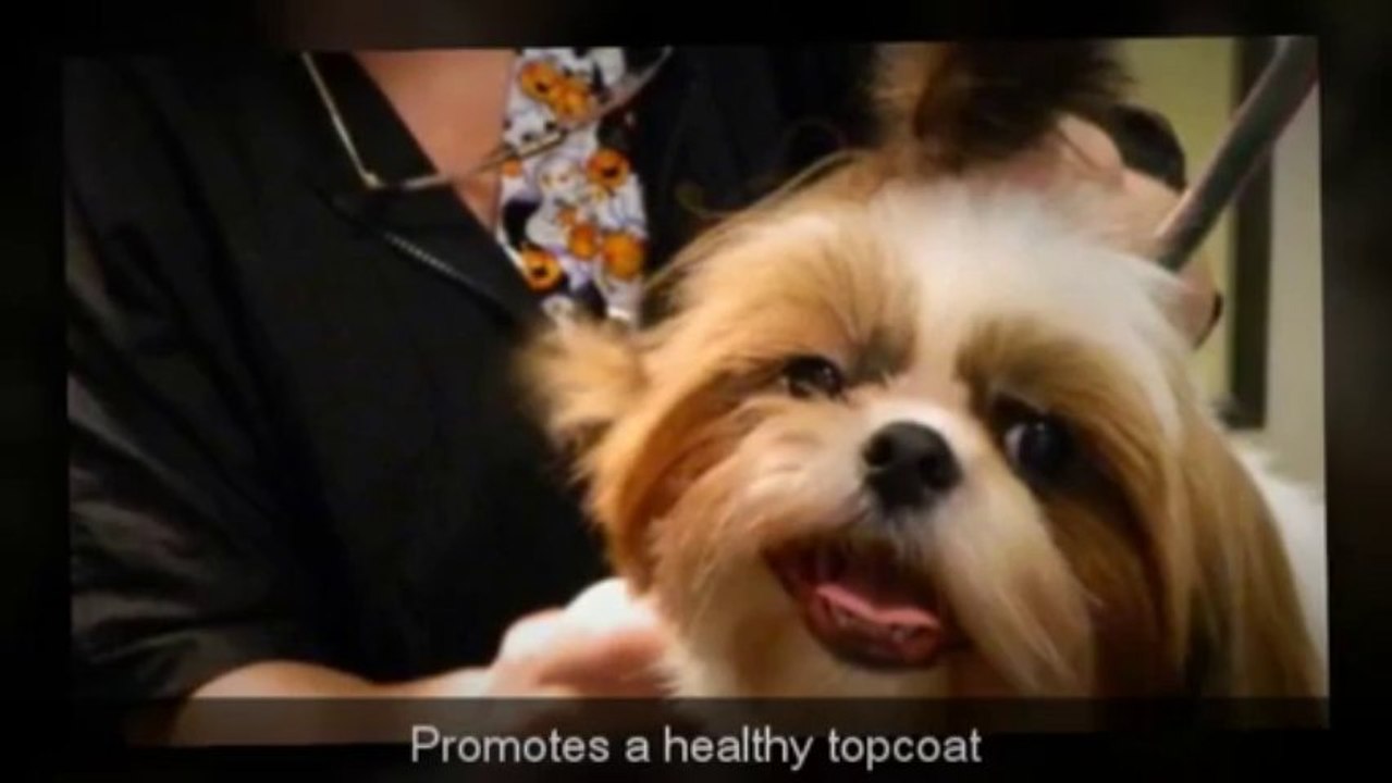 Dog & Cat Brush Best Value Pet Grooming Rake