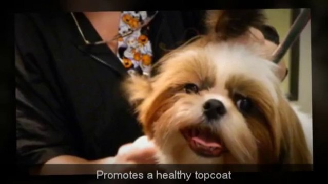 Dog & Cat Brush Best Value Pet Grooming Rake