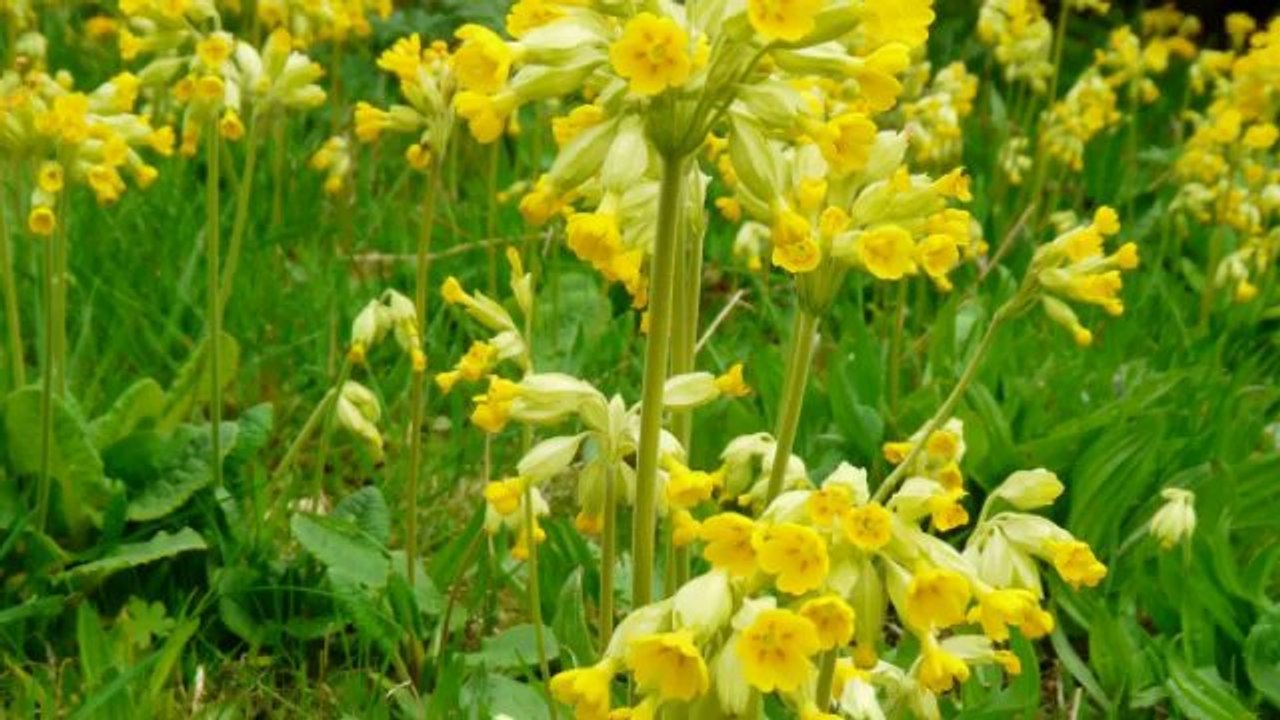 National Wildflower centre, Liverpool
