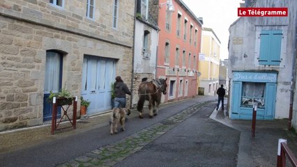 Douarnenez. Le cheval "municipal" a fait un tour en ville cet après-midi
