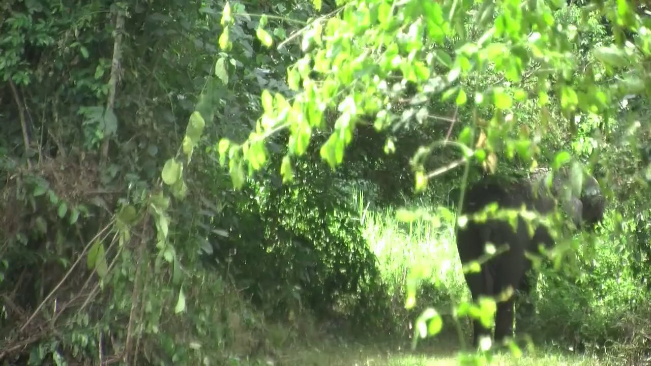 Lebensgefährliche Rettungsaktion für Wald-Elefanten in Afrika