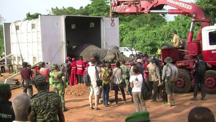 Ivory Coast elephants get new home as habitat shrinks