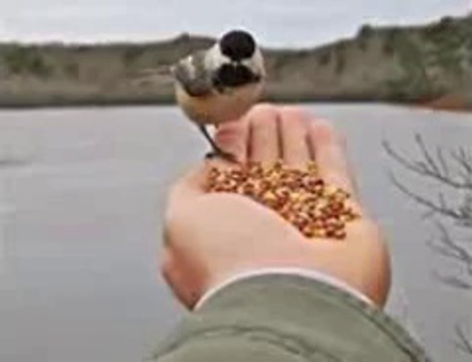 most powerful vashikaran black +91-9772646977 magic marriage spells +91-9772646977