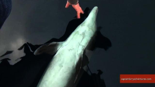 Dolphins Want Bellies Rubbed in Amazing Interaction Caught on Video