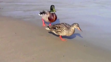Ocean diving Mallard Ducks