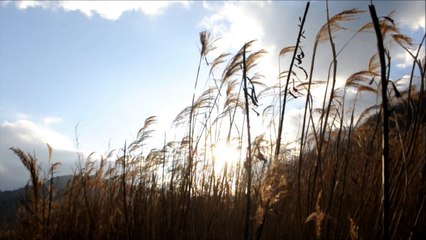 放浪のブルース　- 　小林旭