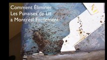 Exterminateur de punaise de lit a Montreal