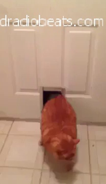 cat door