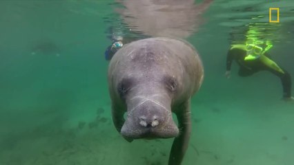 The Manatees Are Dying And No One Knows Why