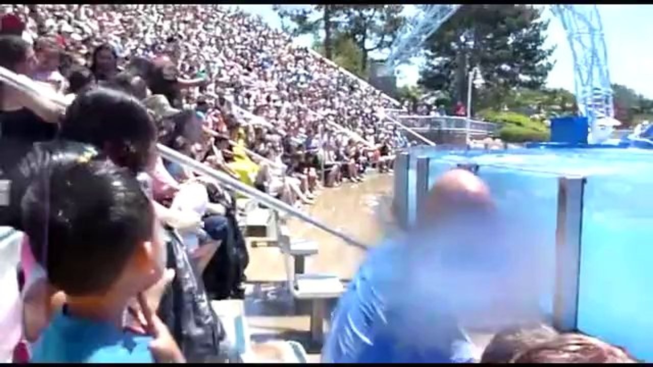 Blue Horizons Dolphin Show - Seaworld San Diego