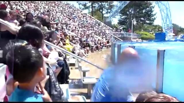 Blue Horizons Dolphin Show - Seaworld San Diego