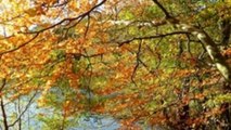 Sutton Park National Nature Reserve Streetly