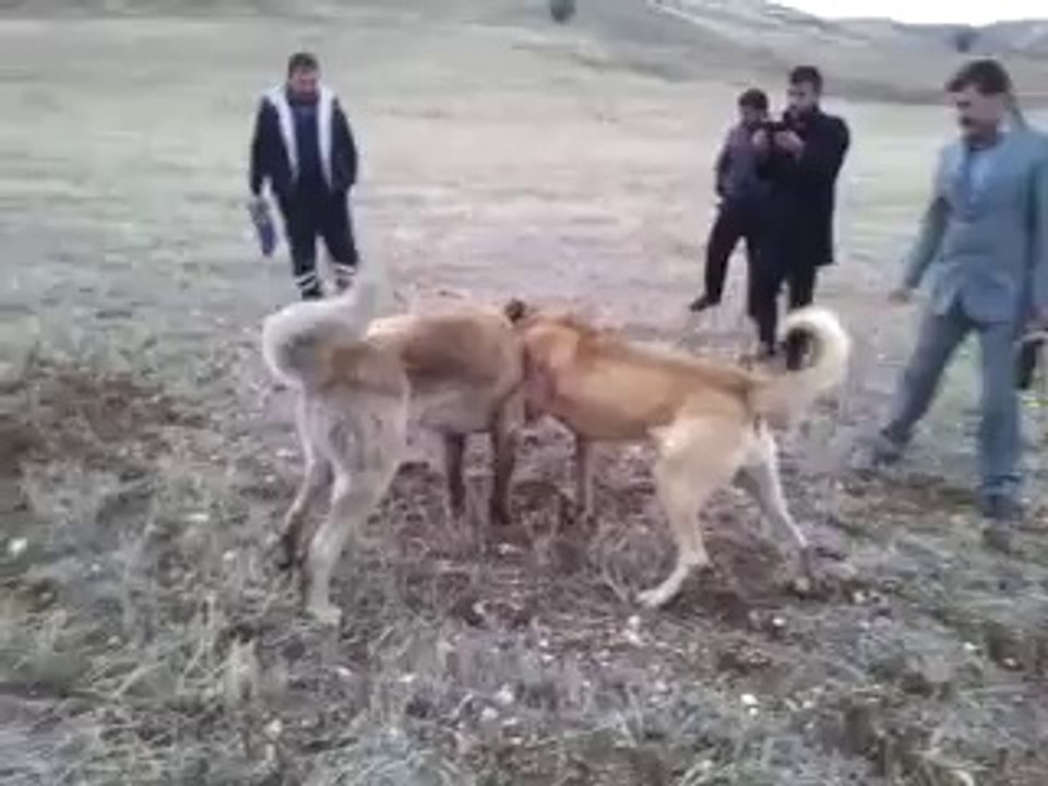 sefir çapıt