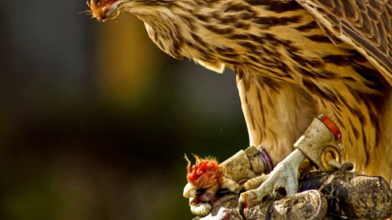 Cotswold Falconry Centre Moreton-in-March