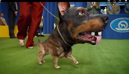 Download Video: Doberhuahua Nouvelle Pub Audi - Super Bowl XLVIII - Pub Superbowl 2014