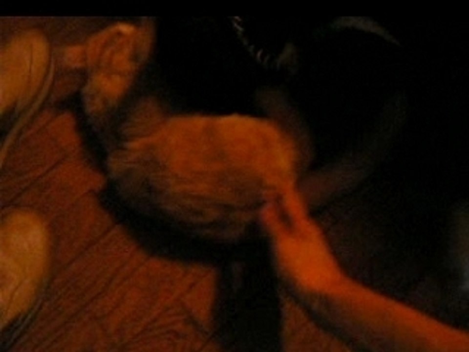 Chien Vs chat