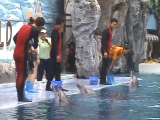 New Dolphin Show SAFARI WORLD BANGKOK THAILAND