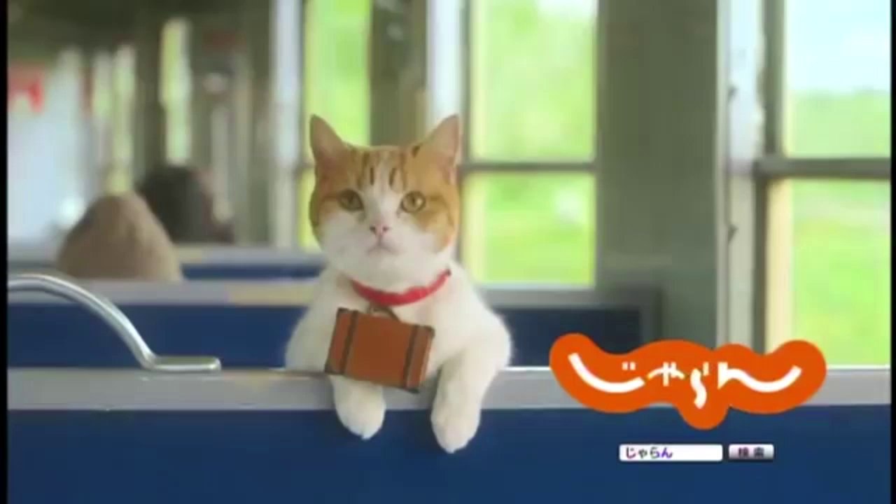 Deux chats stars de pubs pour un site de voyages japonais