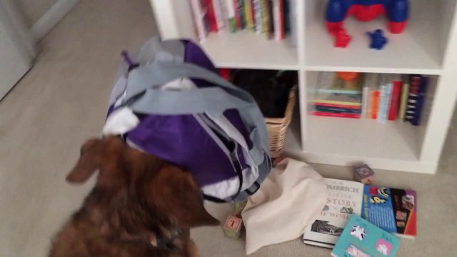 German Shepherd Caught Red-Nosed