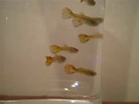 Bébés Guppy 39 jours