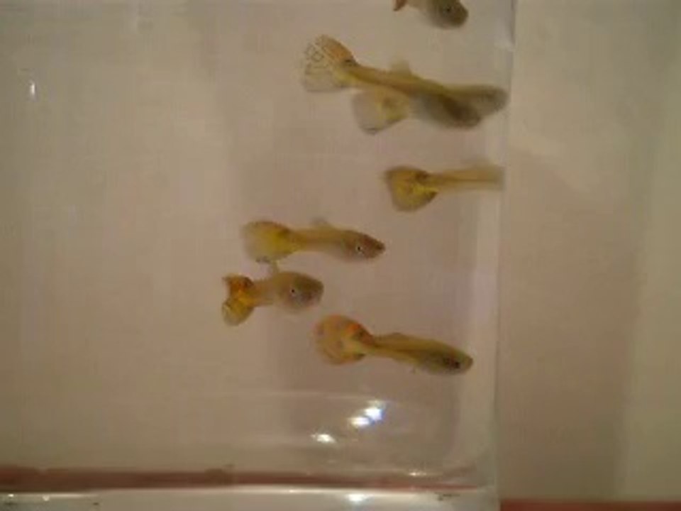 Bébés Guppy 39 jours