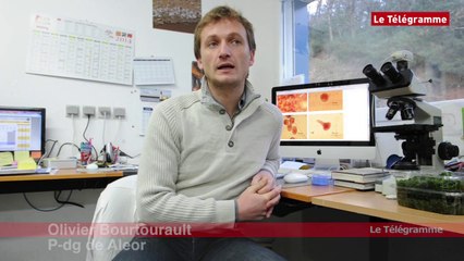 Lézardrieux (22). Des algues marines très tendance