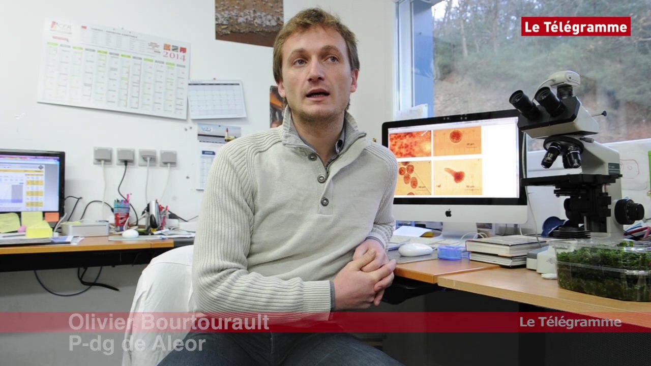 Lézardrieux (22). Des algues marines très tendance