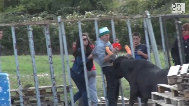 Trop près des grilles , il se prend un taureau