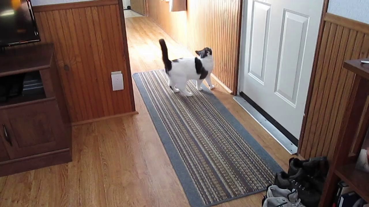 Paws Cries to Go Out