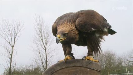 La chasse au vol avec Christophe Gouraud (Challans)