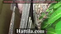 Hattila.com - Pointes de chasse pour arbalete 150 ou 180 livres