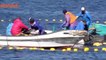 Marine Activists Report Scores of Dolphins Killed in Japan