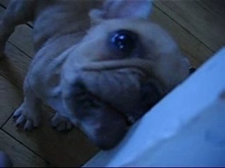 Yoda - 1er jour à la maison